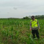 Dukung Ketahanan Pangan, Bhabinkamtibmas Polsek Belitang II Sambangi Petani Jagung di Bangun Rejo